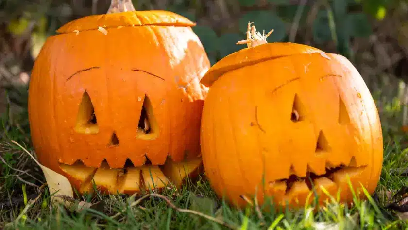Two carved pumpkins with triangular eyes and jagged mouths sit on grass outdoors. The tops of the pumpkins are cut off and placed at an angle, showing a classic jack-o'-lantern look. Green foliage is visible in the background.