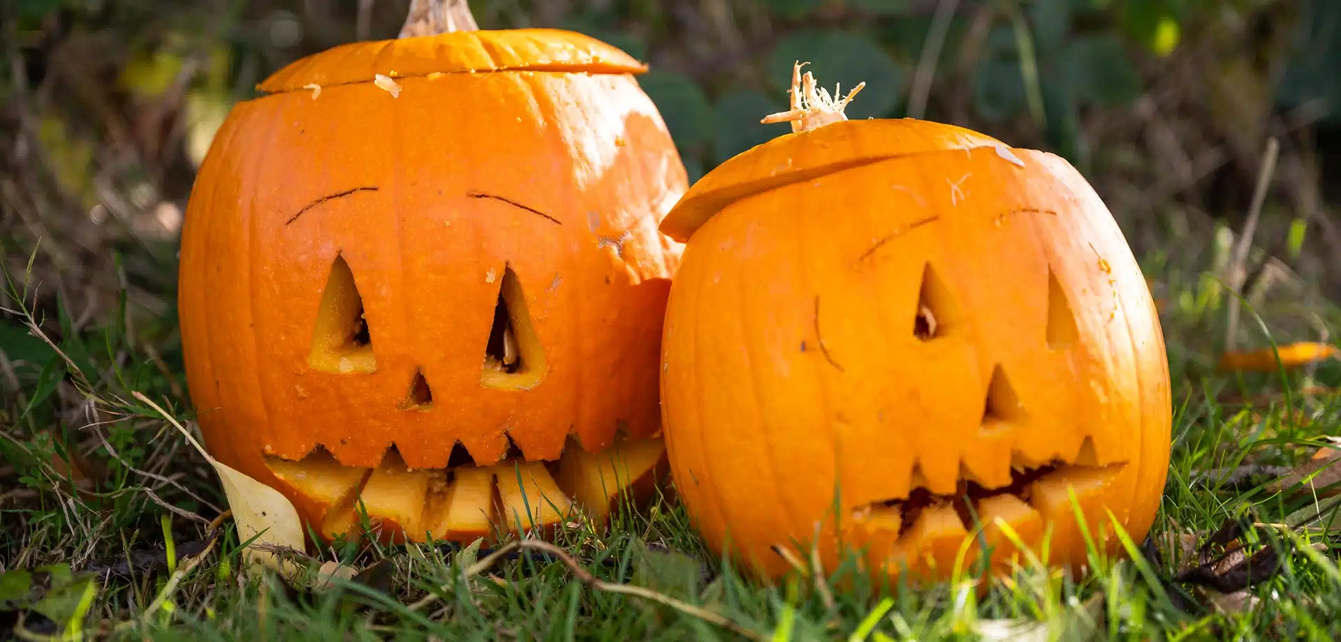 Two carved pumpkins with triangular eyes and jagged mouths sit on grass outdoors. The tops of the pumpkins are cut off and placed at an angle, showing a classic jack-o'-lantern look. Green foliage is visible in the background.
